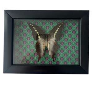 Butterfly Framed Taxidermy Graphium Codrus Olive Triangle Ghost Swallowtail